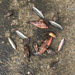 アコウ増えてます、カワハギは微妙