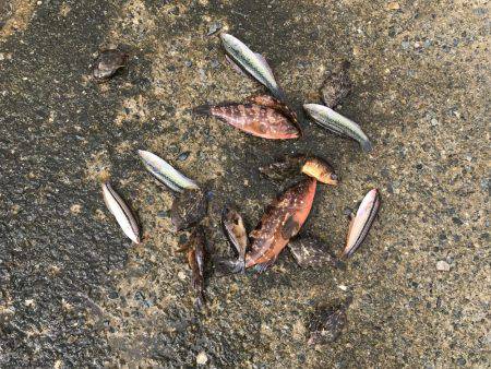 アコウ増えてます、カワハギは微妙