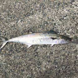 アジ・サゴシ・タチウオ