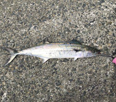 アジ・サゴシ・タチウオ