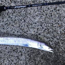 ツバス・タチウオ