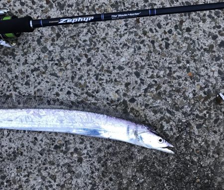 ツバス・タチウオ