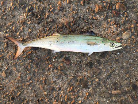 太刀魚とサゴシ