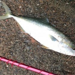 ハマチ・サゴシ