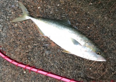 ハマチ・サゴシ