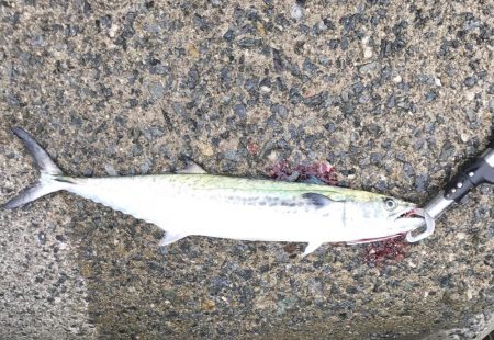 ハマチ・サゴシ