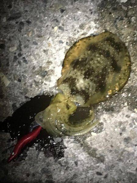 西流れが難しい