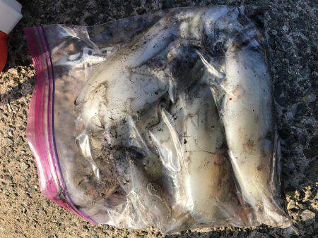 大きくなってます