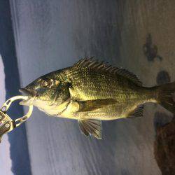 気になっていた地磯