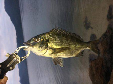 気になっていた地磯