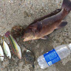 落としで五目釣り