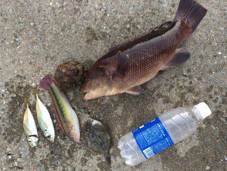 落としで五目釣り