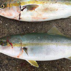 ショアジギング