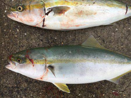 ショアジギング