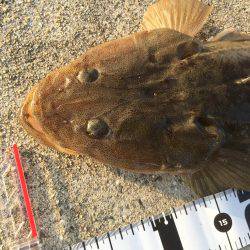 ショアジギング