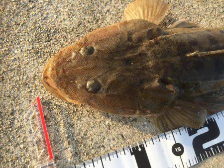 ショアジギング