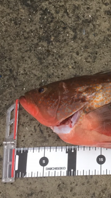 オフショアジギング