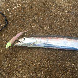 晩ご飯のおかず釣り