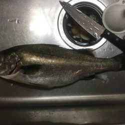 園瀬川上流でヒラスモドキ