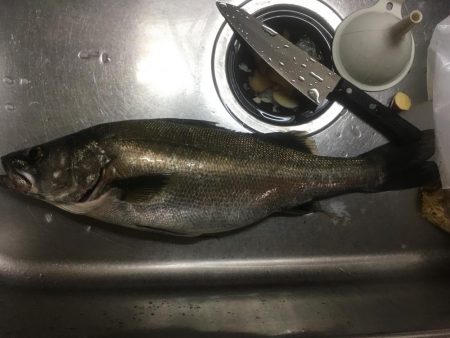 園瀬川上流でヒラスモドキ