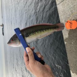 ポーアイチャレンジ