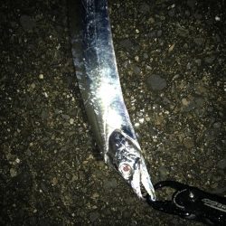 ナイトゲームから朝まずめ