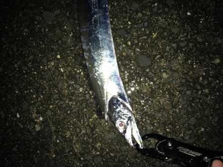 ナイトゲームから朝まずめ