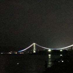 久しぶりのイカ