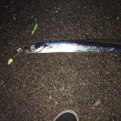 小雨の中、タチウオ