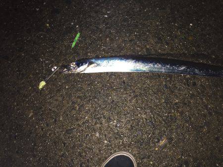 小雨の中、タチウオ