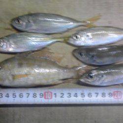 シマアジとフエフキダイ