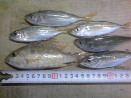 シマアジとフエフキダイ