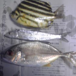 シマイサキ12匹