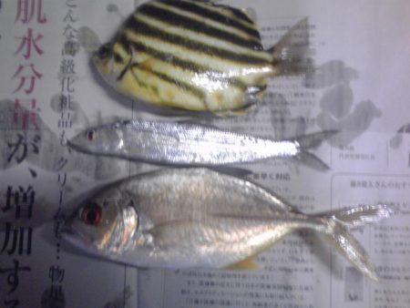 シマイサキ12匹