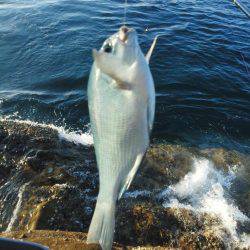 グレ・アオリイカ・共に小さい・・・・・・