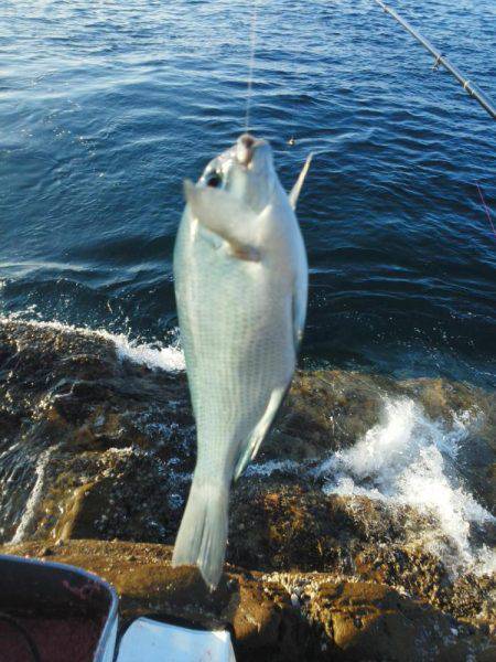 グレ・アオリイカ・共に小さい・・・・・・