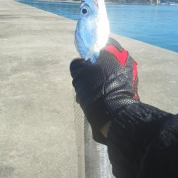 太刀魚とアジ・・