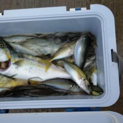 初の船釣りは最高の釣果!