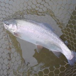 大安トラウトレイク 釣果