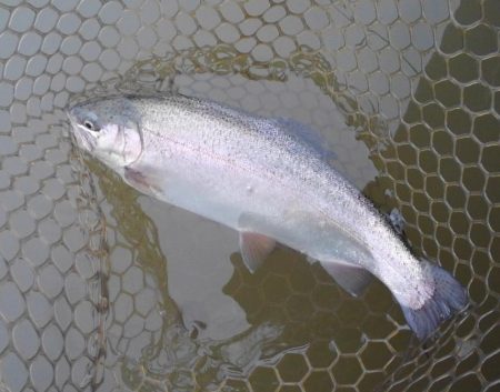 大安トラウトレイク 釣果