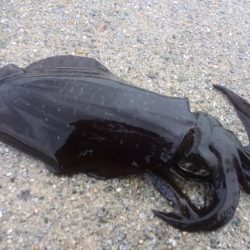 雨の中エギング