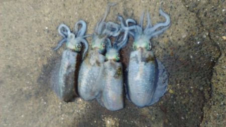 短時間エギング