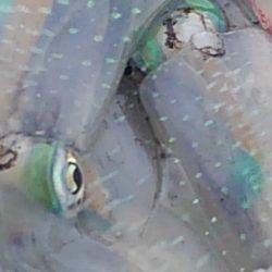 夕まずめエギング