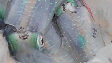 夕まずめエギング