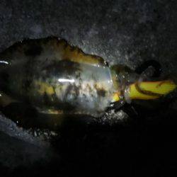 ナイトエギング