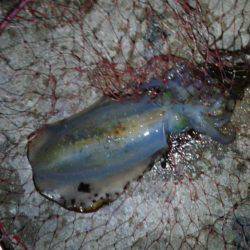 今季最大サイズも…。