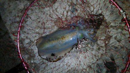 今季最大サイズも…。