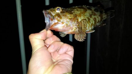 コスモにて探り釣り