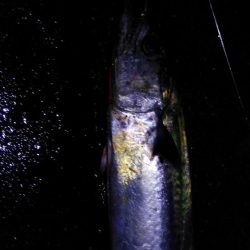 なんとか釣れた