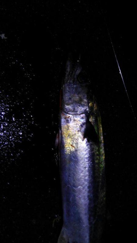 なんとか釣れた